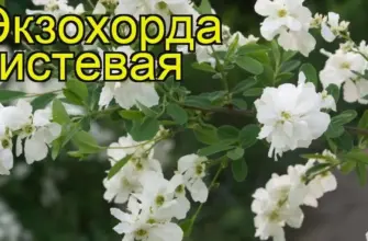 Экзохорда Ниагара