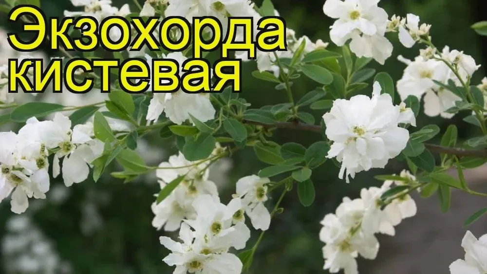 Экзохорда Ниагара