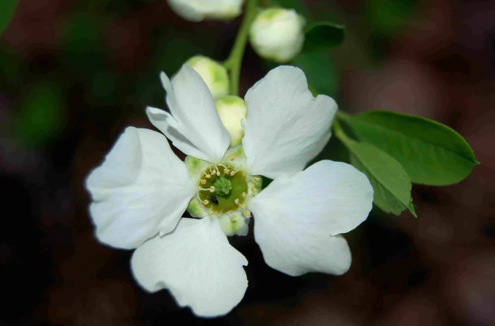 Экзохорда пильчатолистная Exochorda serratifolia