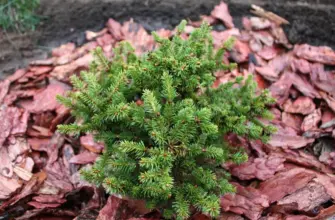 Ель Abies Maxwellii