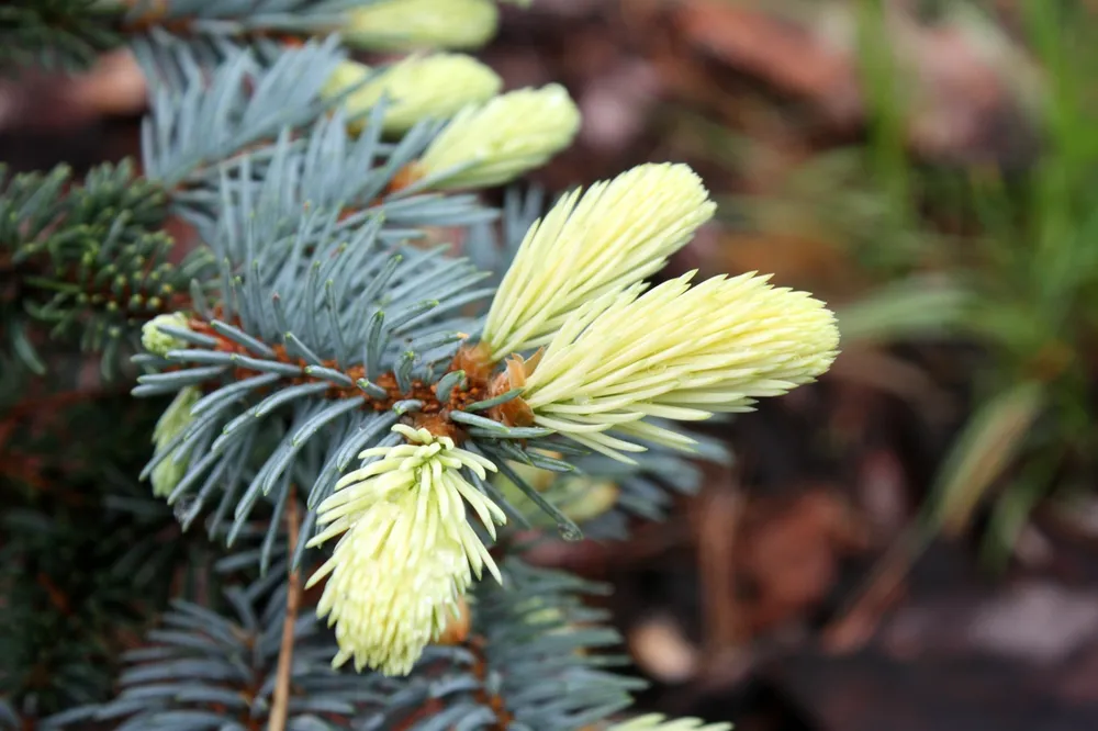 Ель Белобок Picea pungens Bialobok