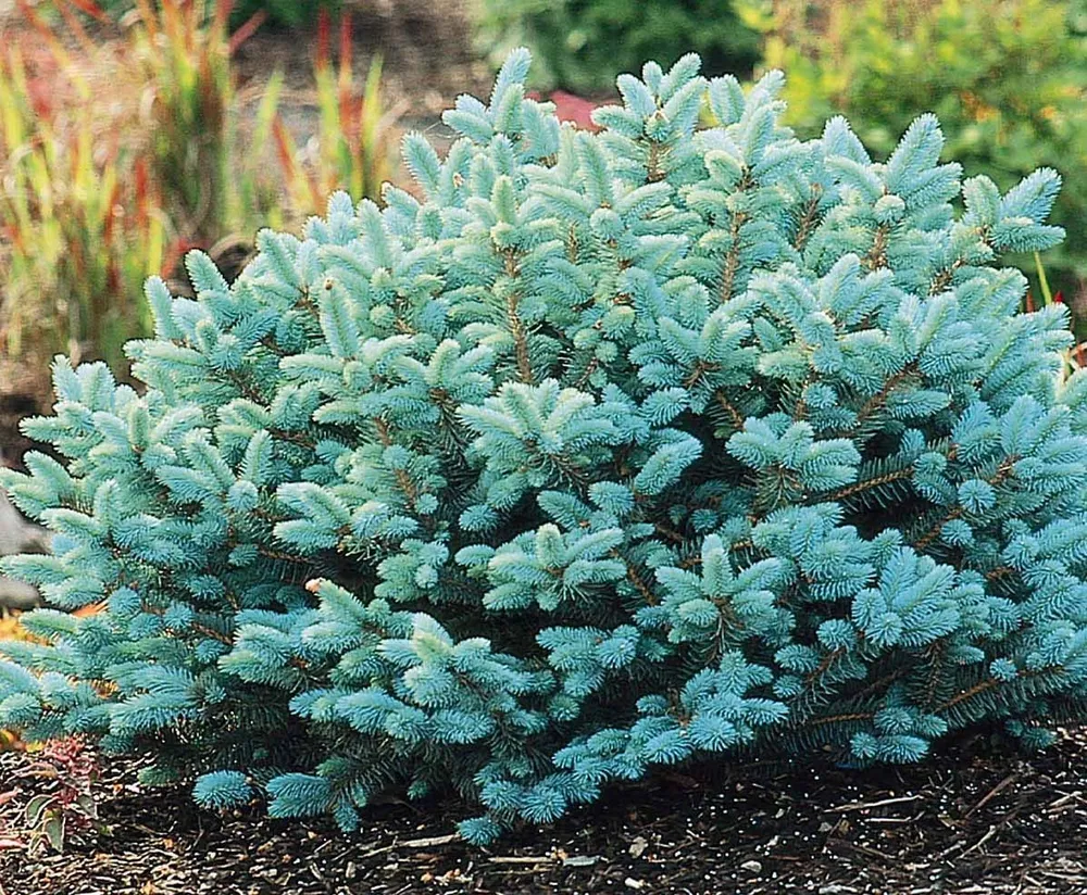 Ель голубая glauca globosa