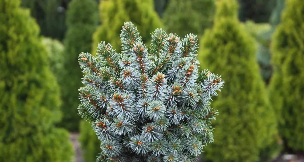 Ель голубая Picea pungens