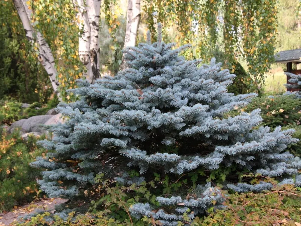 Ель колючая glauca globosa