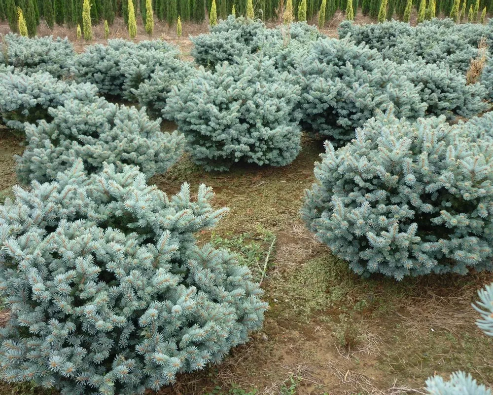 Ель колючая glauca globosa Picea pungens glauca globosa