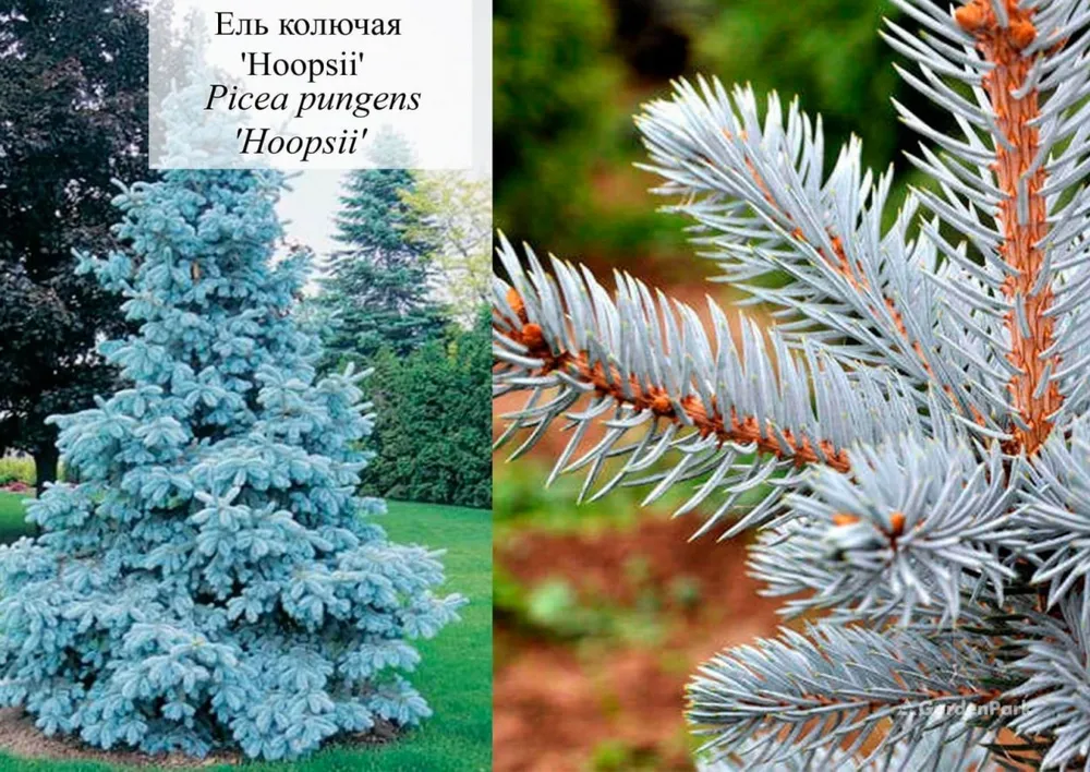 Ель колючая Хупси Picea pungens Hoopsii