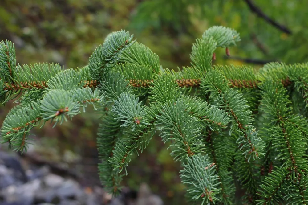 Ель корейская Picea koraiensis