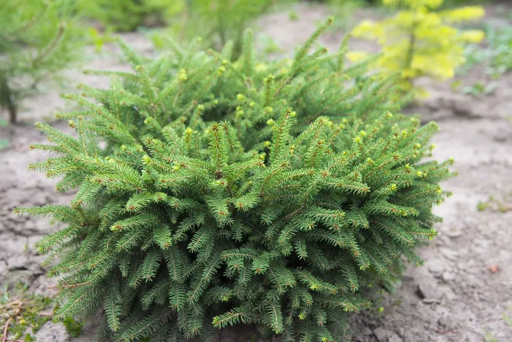 Ель обыкновенная Nidiformis