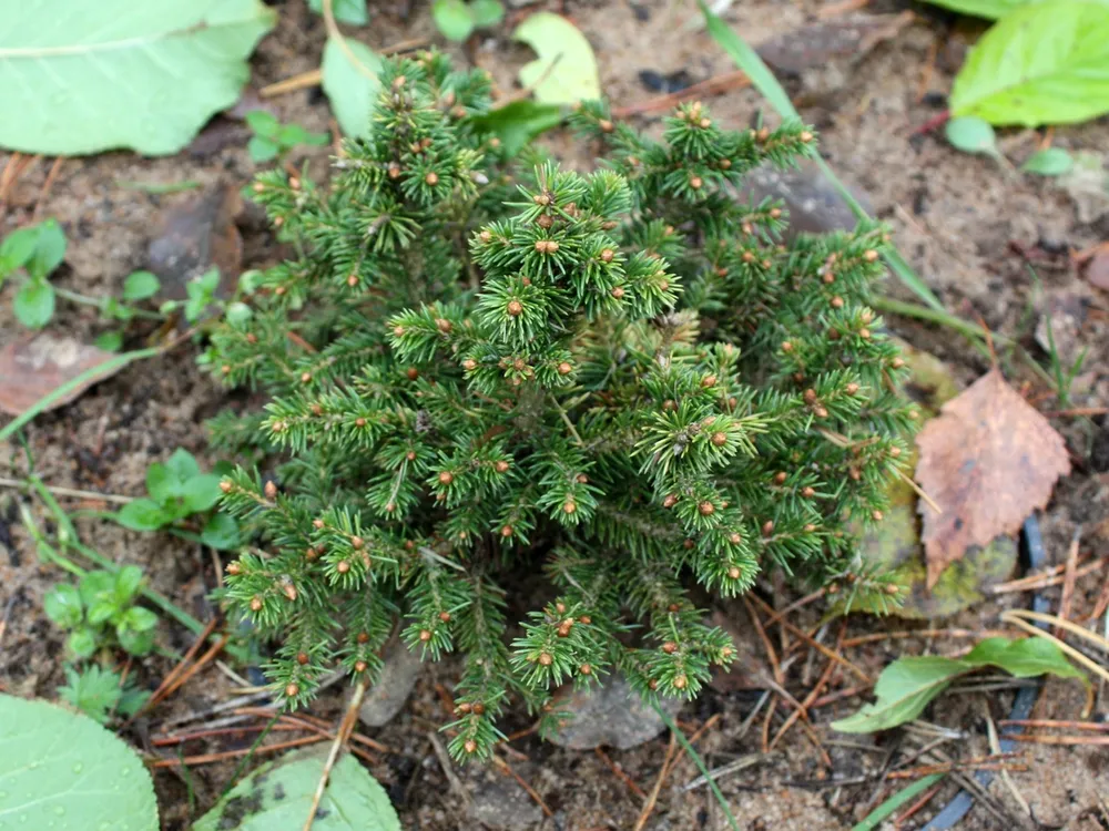 Ель Picea Abies