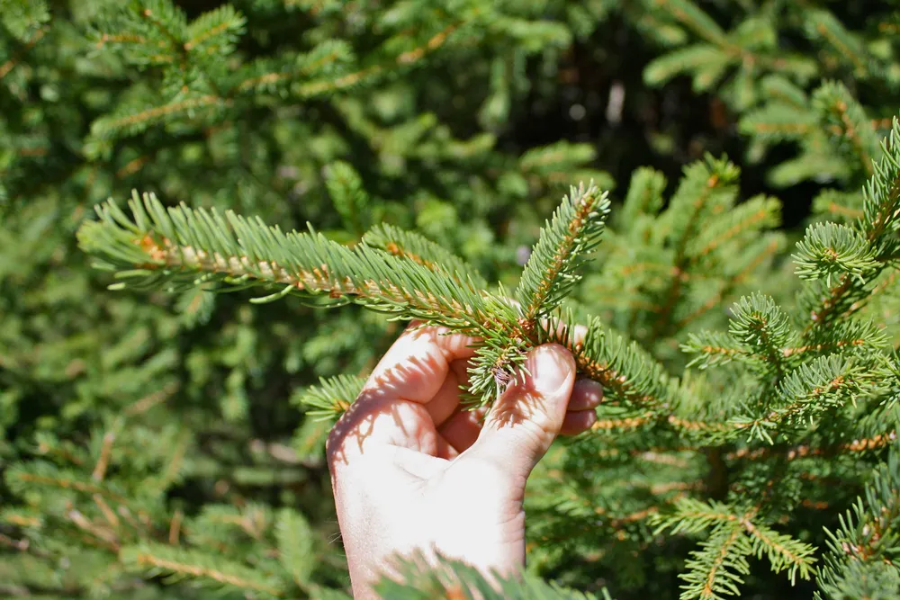 Ель Picea Abies