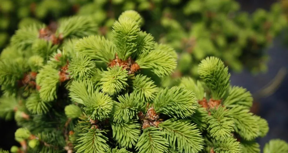 Ель Picea Abies Gold Finch