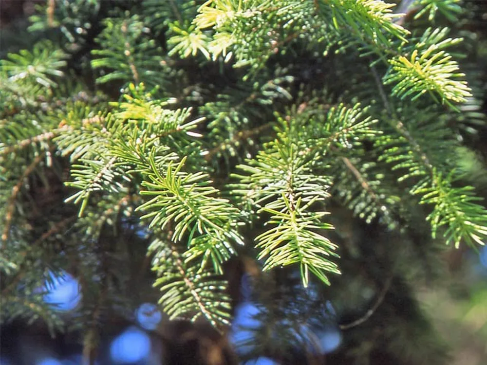 Ель Сибирская Picea obovata