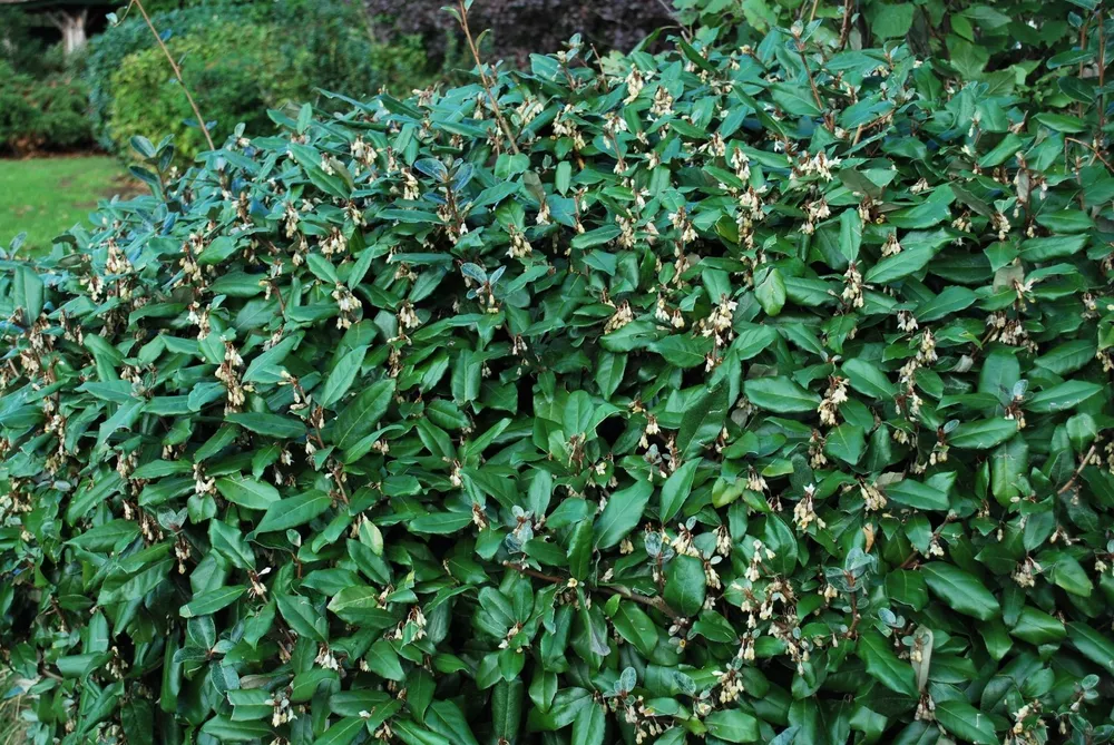 Elaeagnus ebbingei