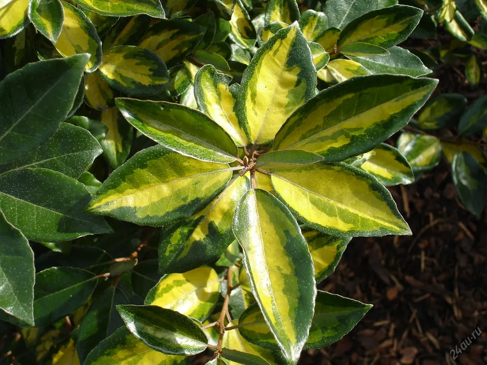 Elaeagnus ebbingei