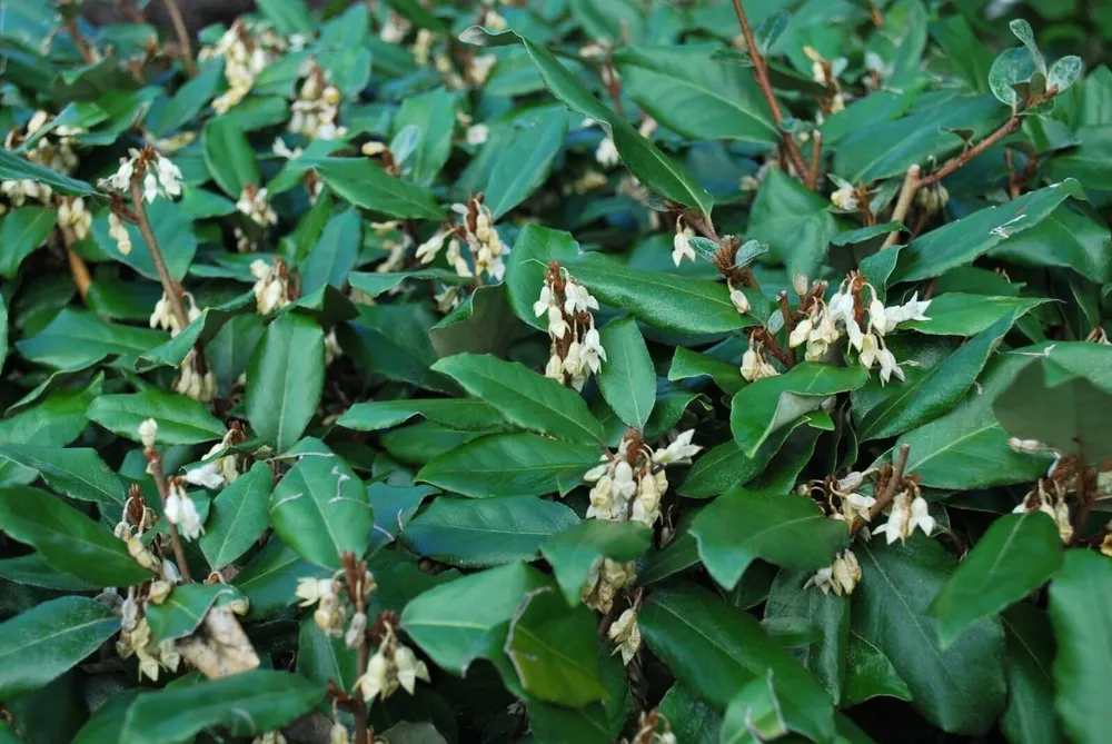 Elaeagnus ebbingei