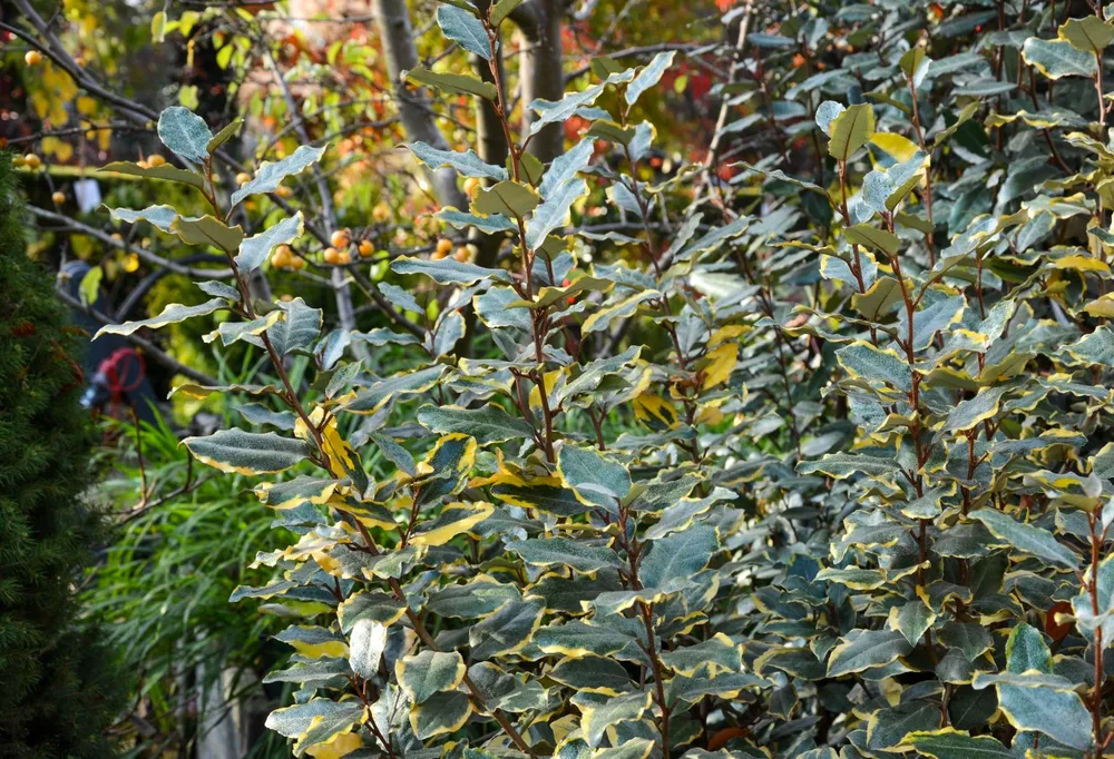 Elaeagnus ebbingei gilt Edge