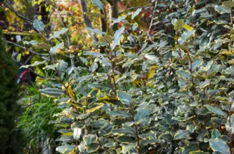 Elaeagnus ebbingei gilt Edge