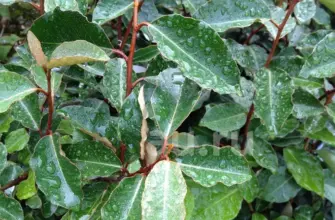 Elaeagnus pungens