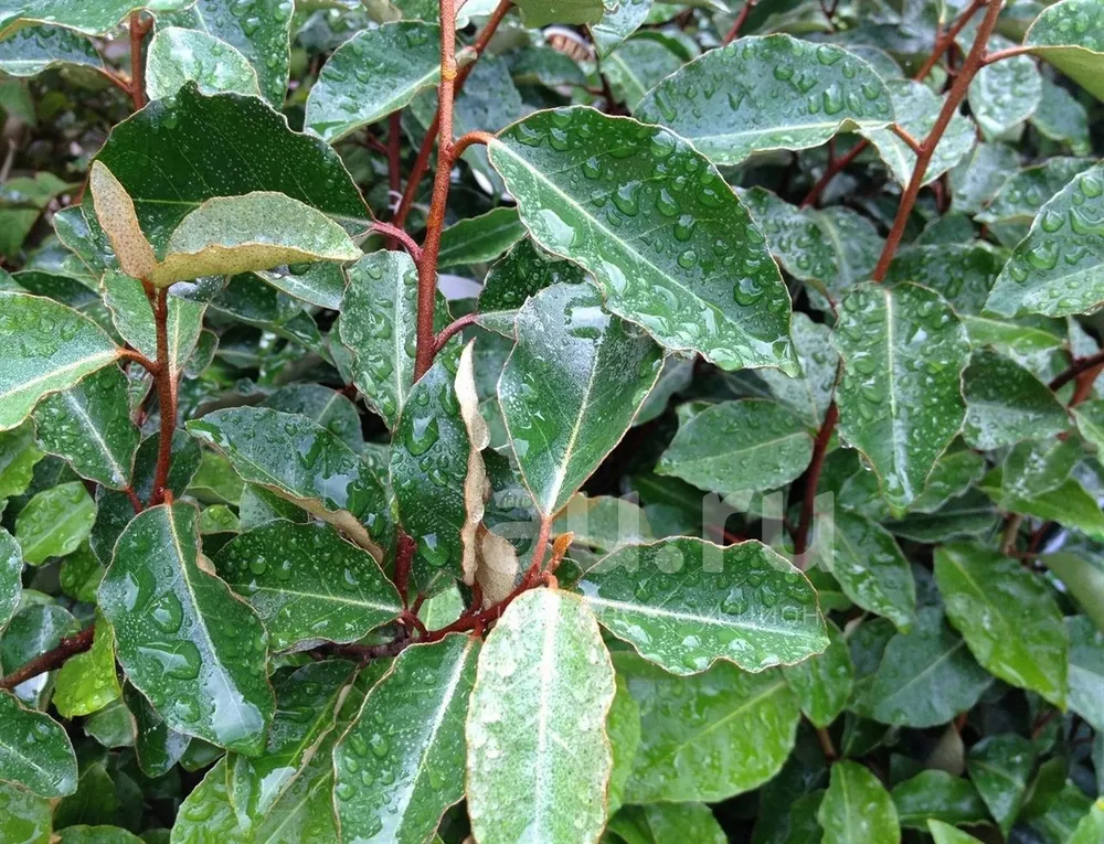 Elaeagnus pungens