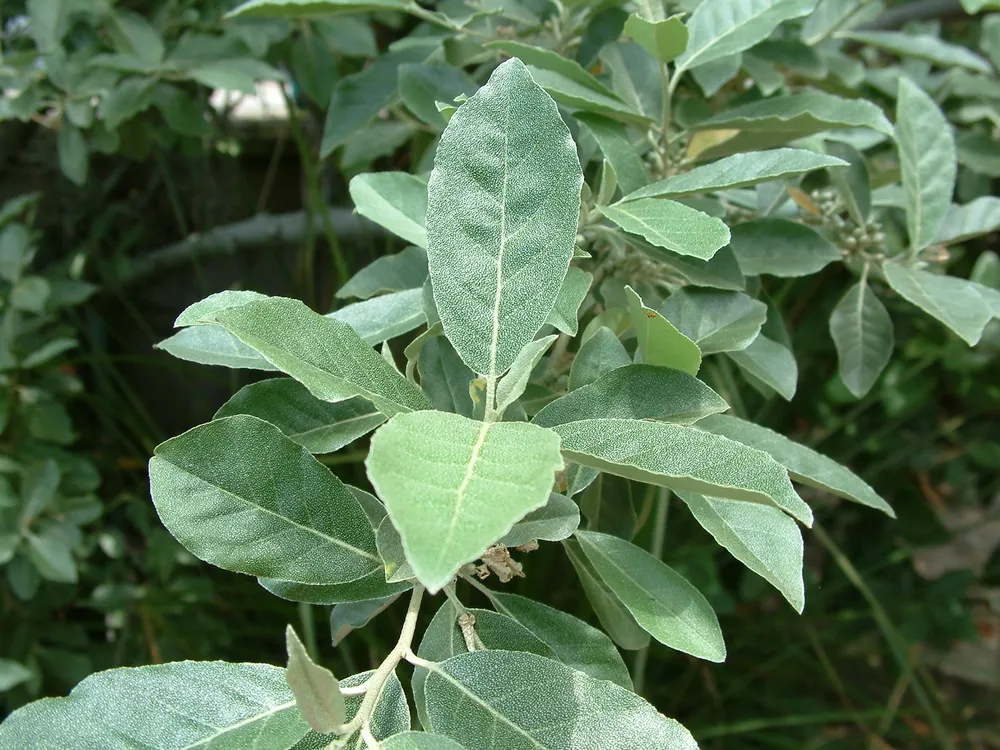 Elaeagnus pungens