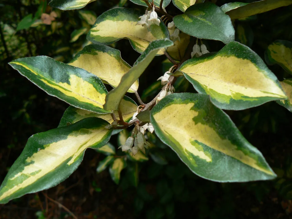 Elaeagnus pungens maculata