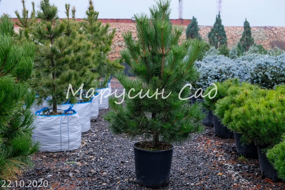 Эльдарская сосна Pinus eldarica