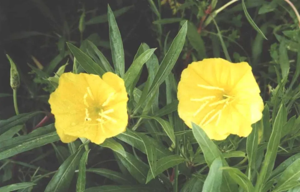 Энотера миссурийская Oenothera missouriensis