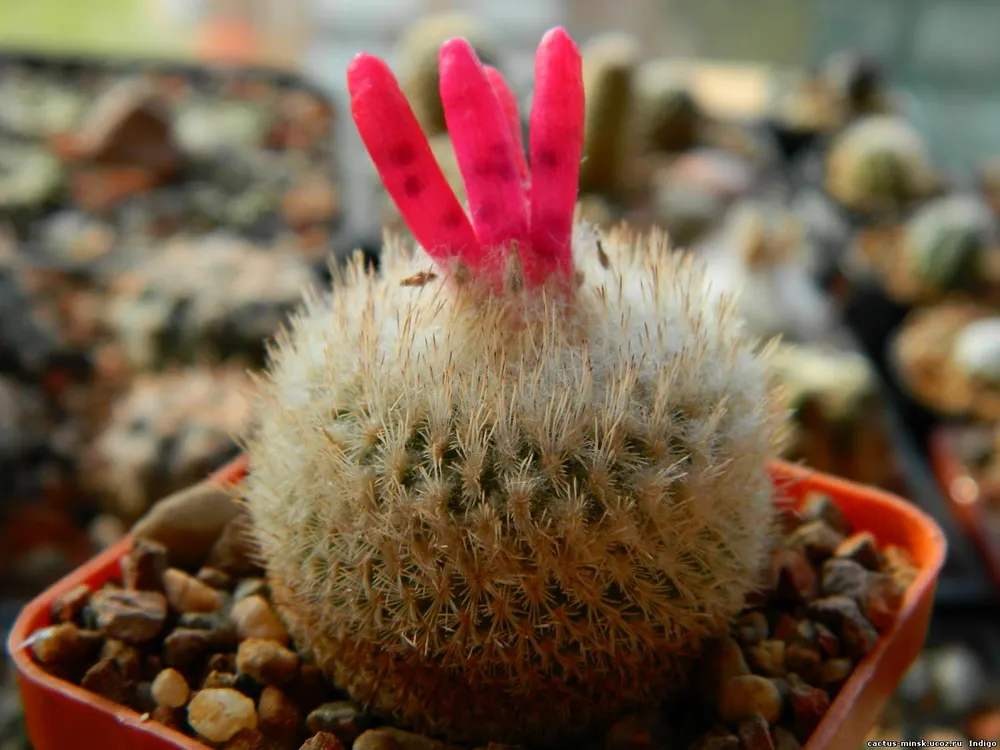 Epithelantha micromeris