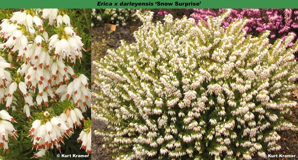 Erica darleyensis