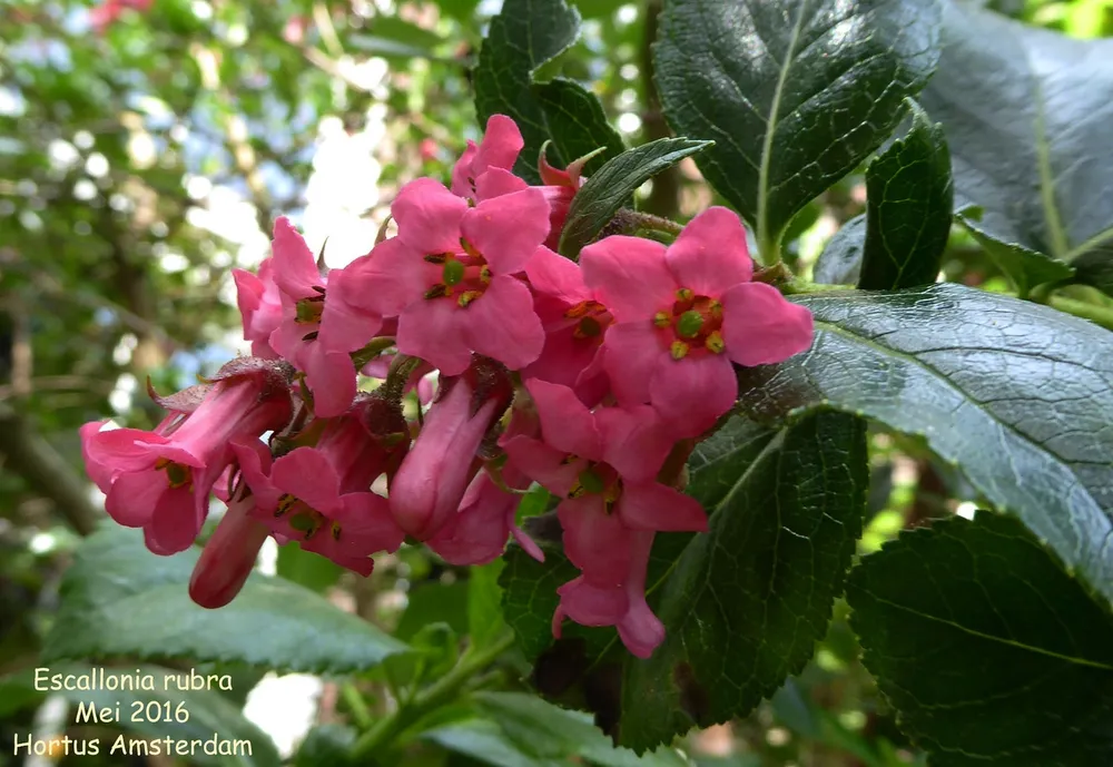 Escallonia rubra