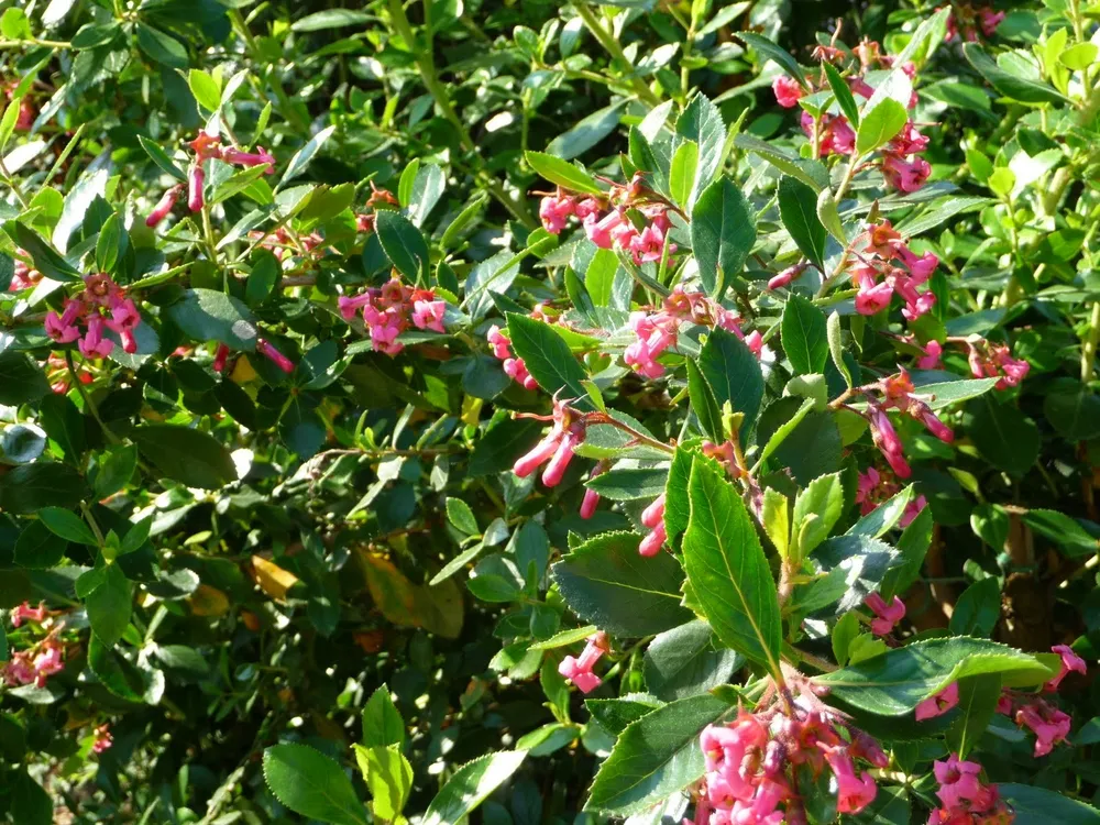 Escallonia rubra