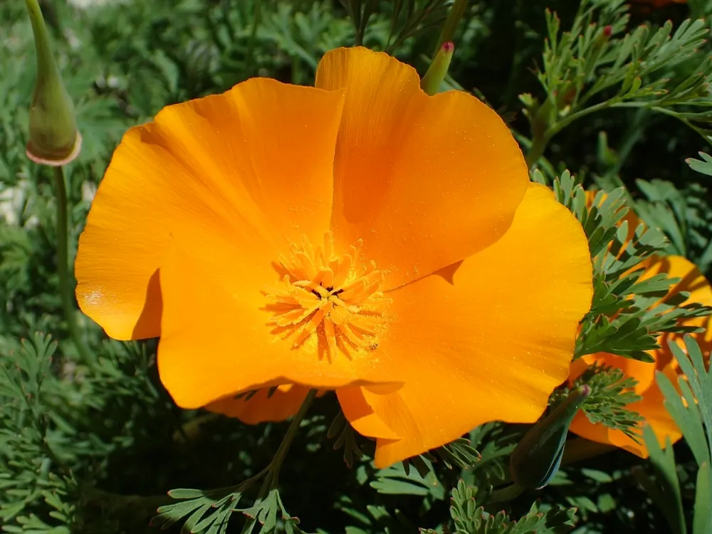 Эшшольция Калифорнийская калифорнийский Мак - Eschscholzia californica