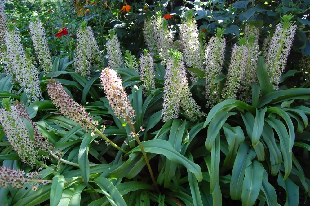 Eucomis comosa