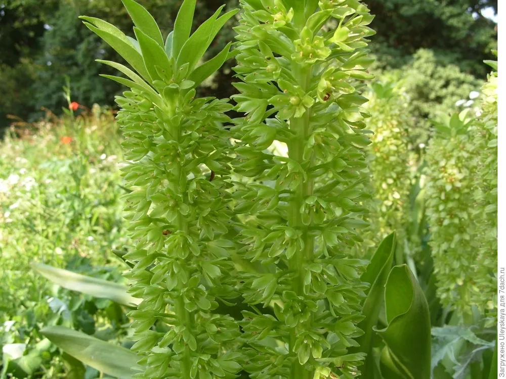 Eucomis pallidiflora