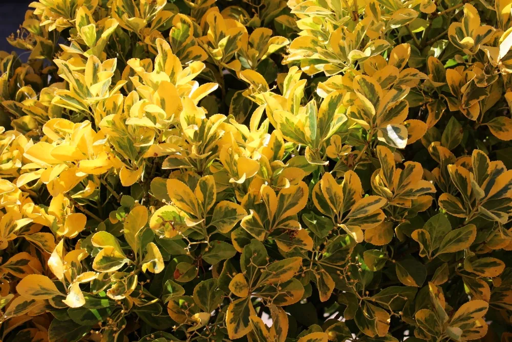 Euonymus japonicus