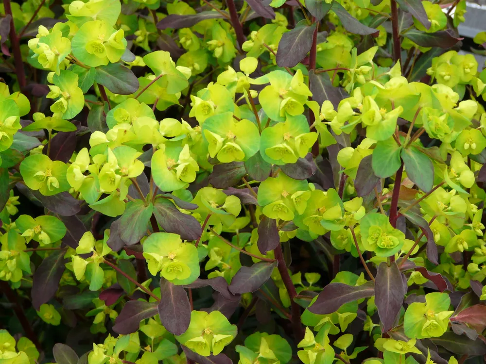 Euphorbia amygdaloides