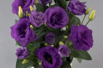 Эустома Lisianthus