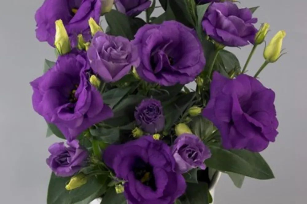 Эустома Lisianthus