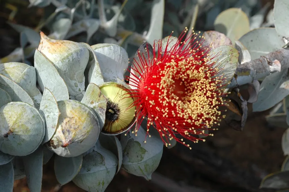 Эвкалипт macrocarpa