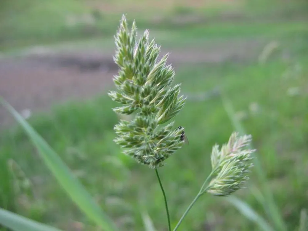 Ежа сборная Dactylis glomerata