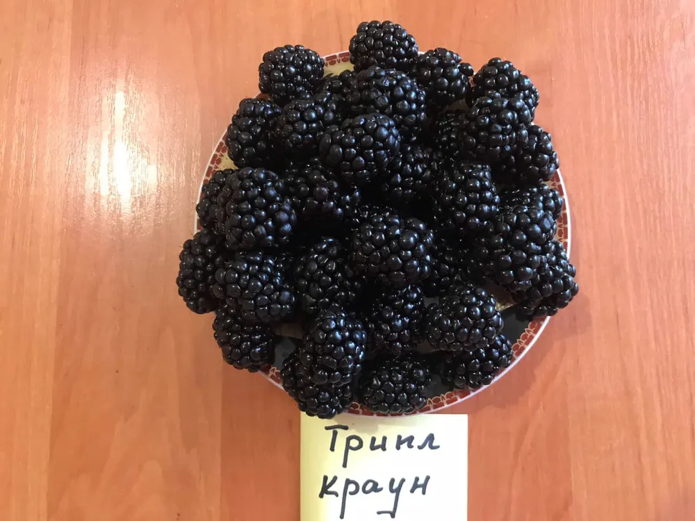 Ежевика «трипл Краун тройная корона»