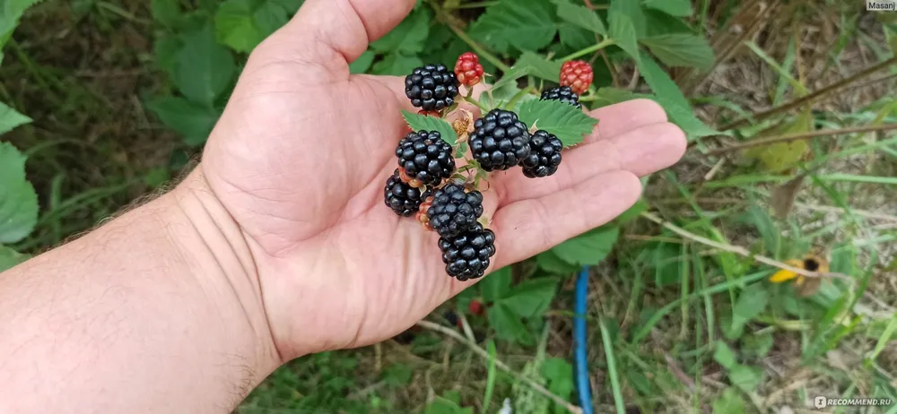 Ежевика тройная корона куст