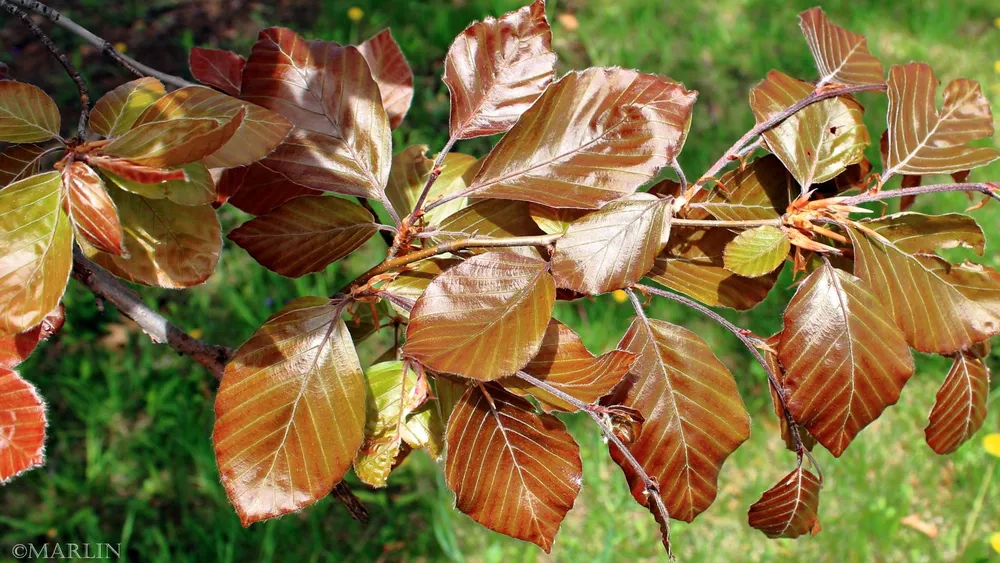 Fagus sylvatica Atropunicea