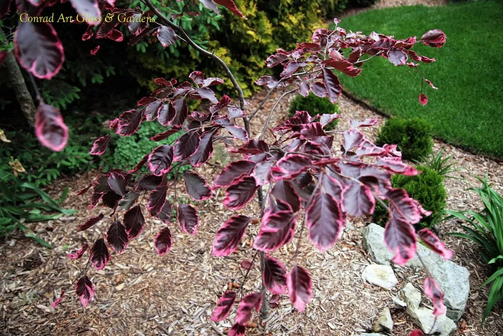 Fagus sylvatica Tricolor