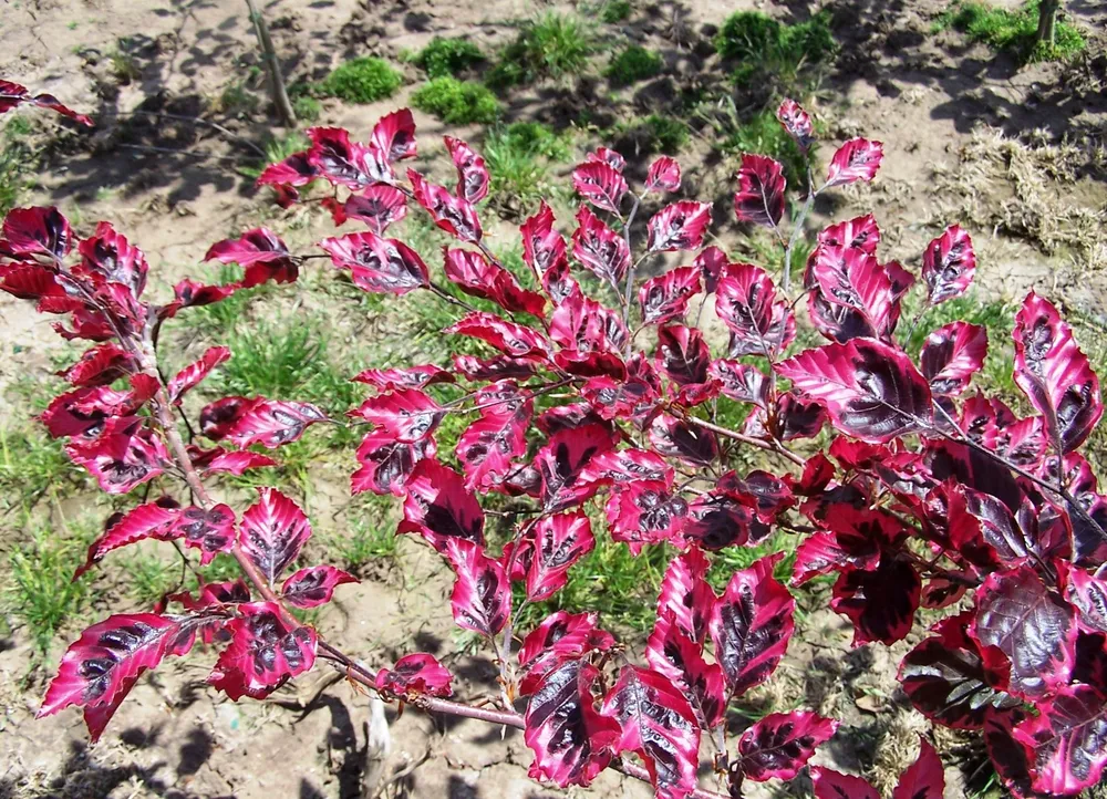 Fagus sylvatica Tricolor