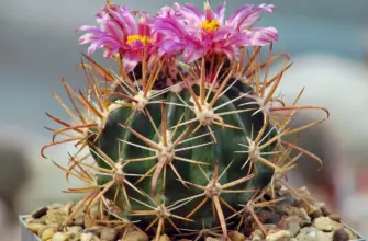 Ferocactus fordii