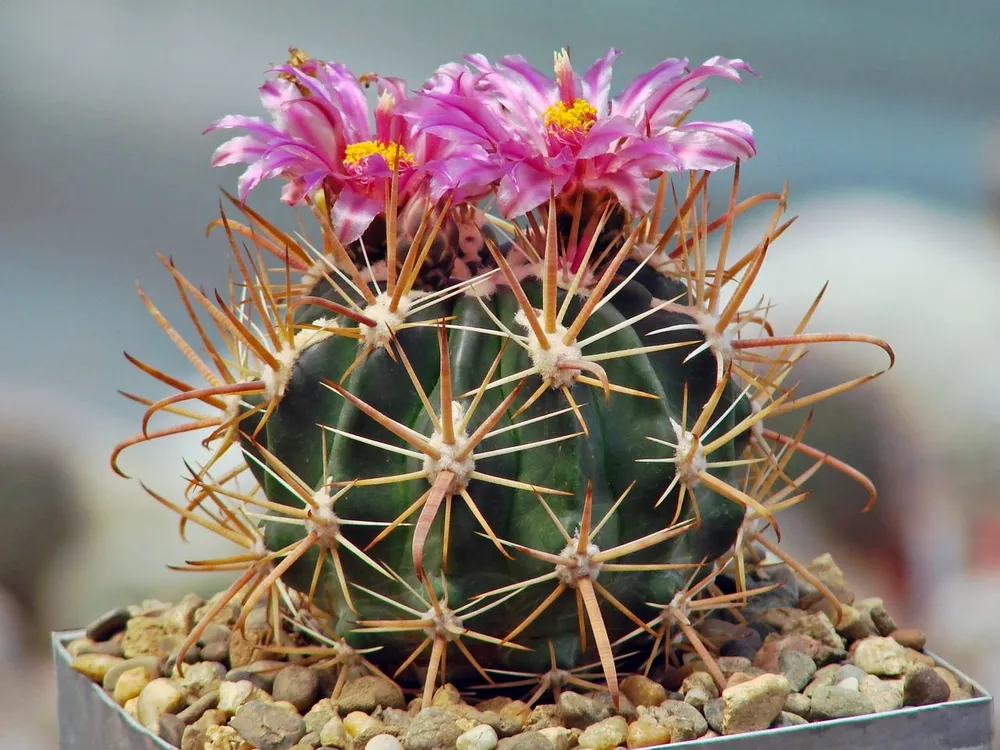 Ferocactus fordii