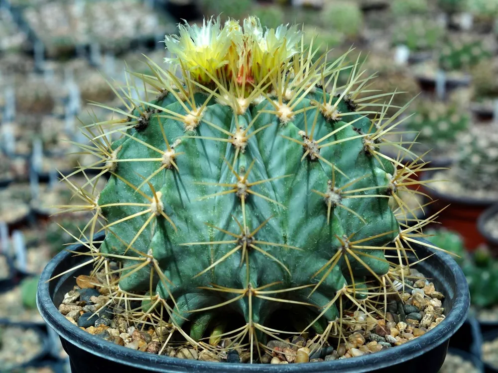 Ferocactus fordii