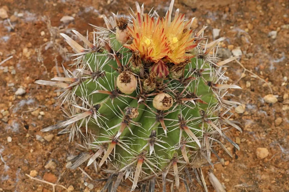 Ferocactus horridus