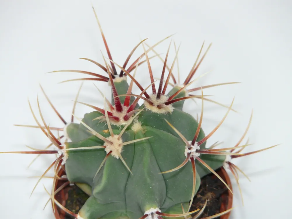 Ferocactus latispinus